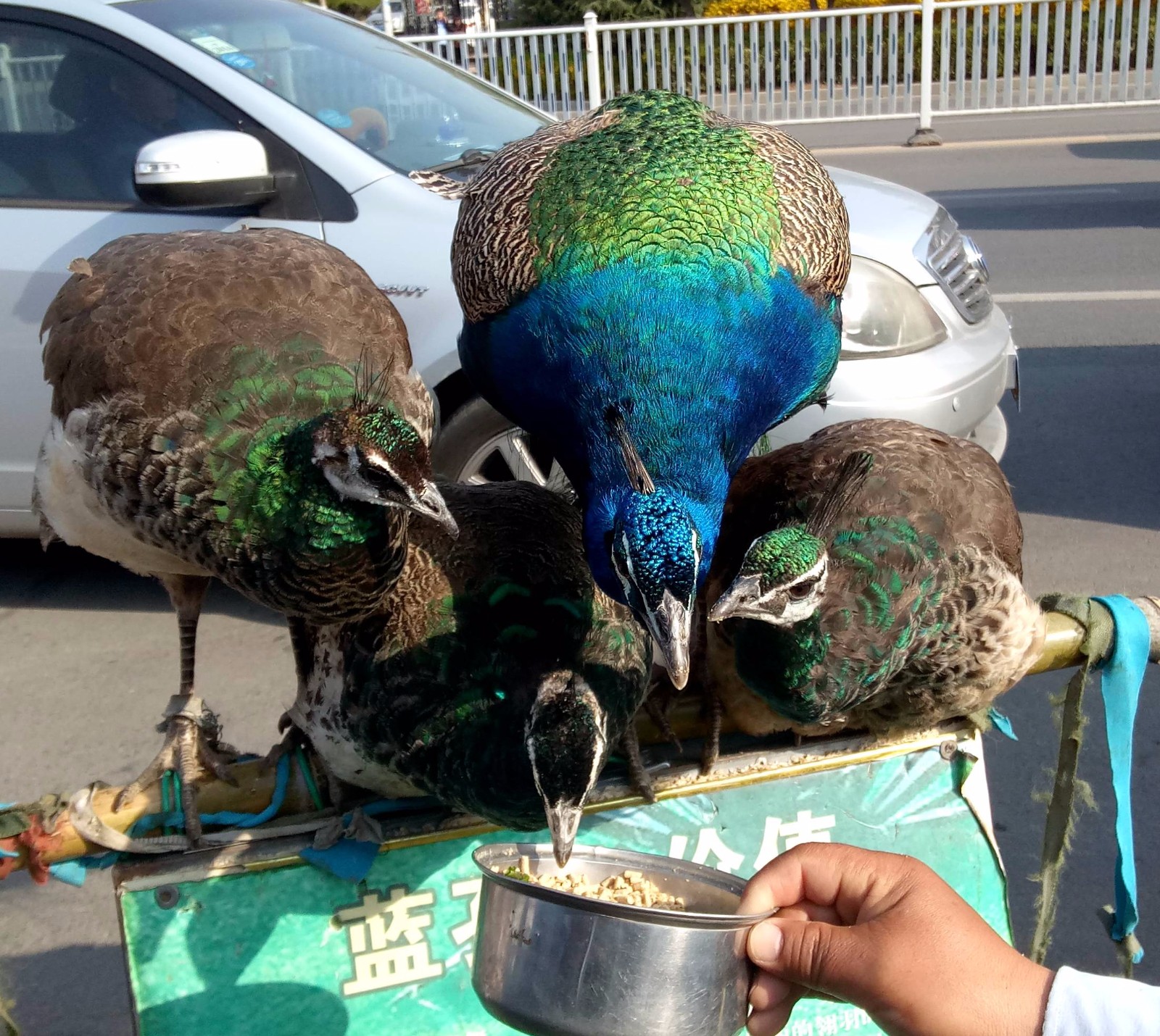大叔赶集卖的四只"稀罕"鸟 大的一只卖1850元 市民:吃不起|赶集|孔雀