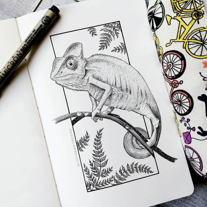 针管笔动物插画 | courtney scott