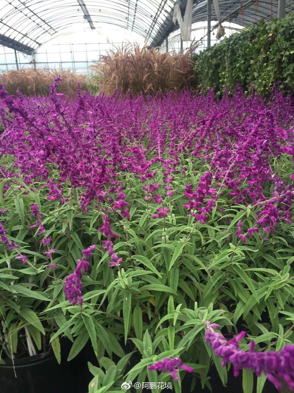 为追求极致快感,男子将致幻菇注入体内,几天后内脏长...