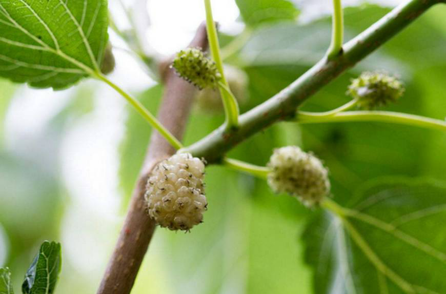 夏天脚臭不能穿凉鞋,很烦恼,试试农村这种树枝|脚臭|桑木|脚气_新浪