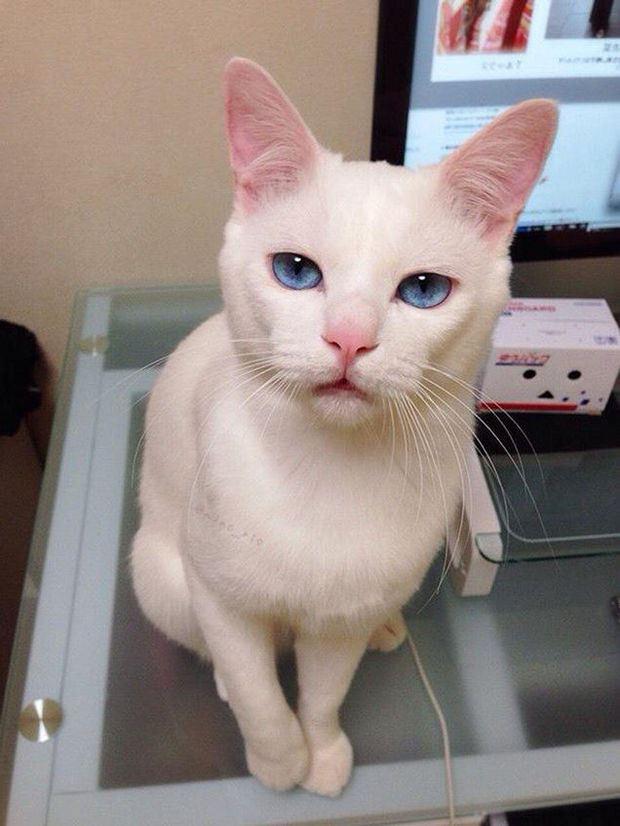 白猫的样子图片