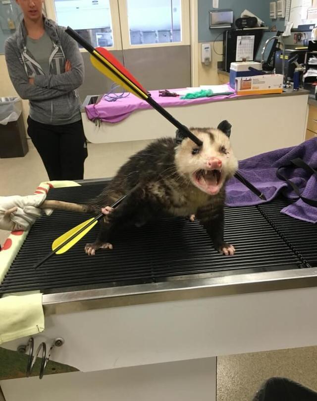 受伤负鼠在手术室大叫: 快来人救驾!