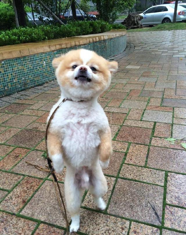 一只努力学主人的小狗,一本正经的坐在餐桌前,小口吃饭优雅十足