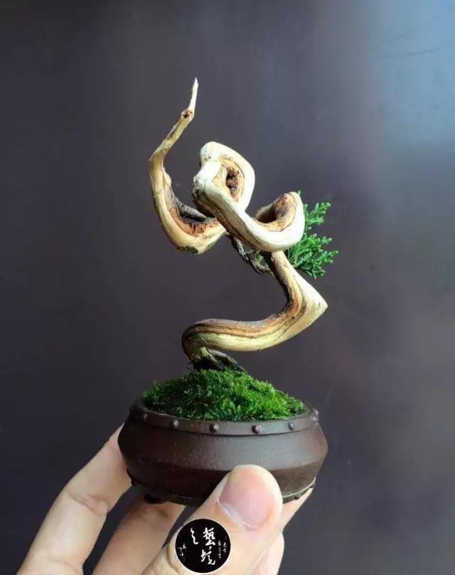 买不起盆景,我还不能自己动手做了(附图附心得)