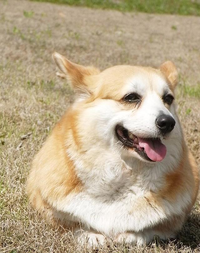 这里有个怨妇柯基胖了解一下