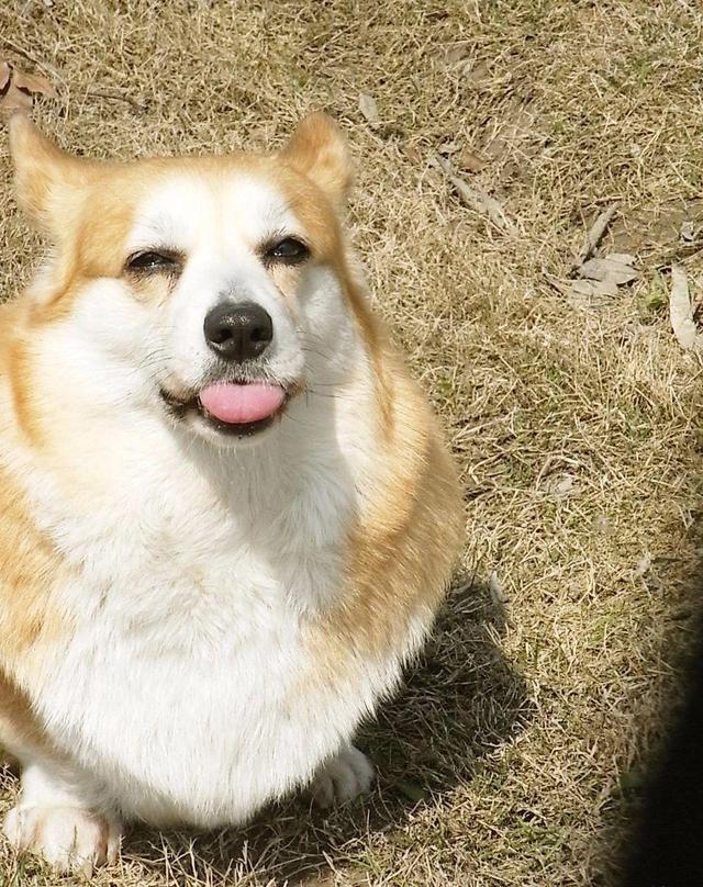 这里有个怨妇柯基胖了解一下