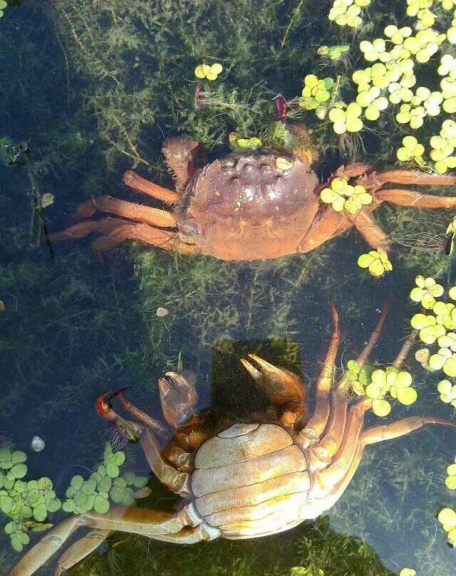 清水大闸蟹(水不清则无大蟹),为什么大闸蟹养殖要水质清爽呢?|大闸蟹|