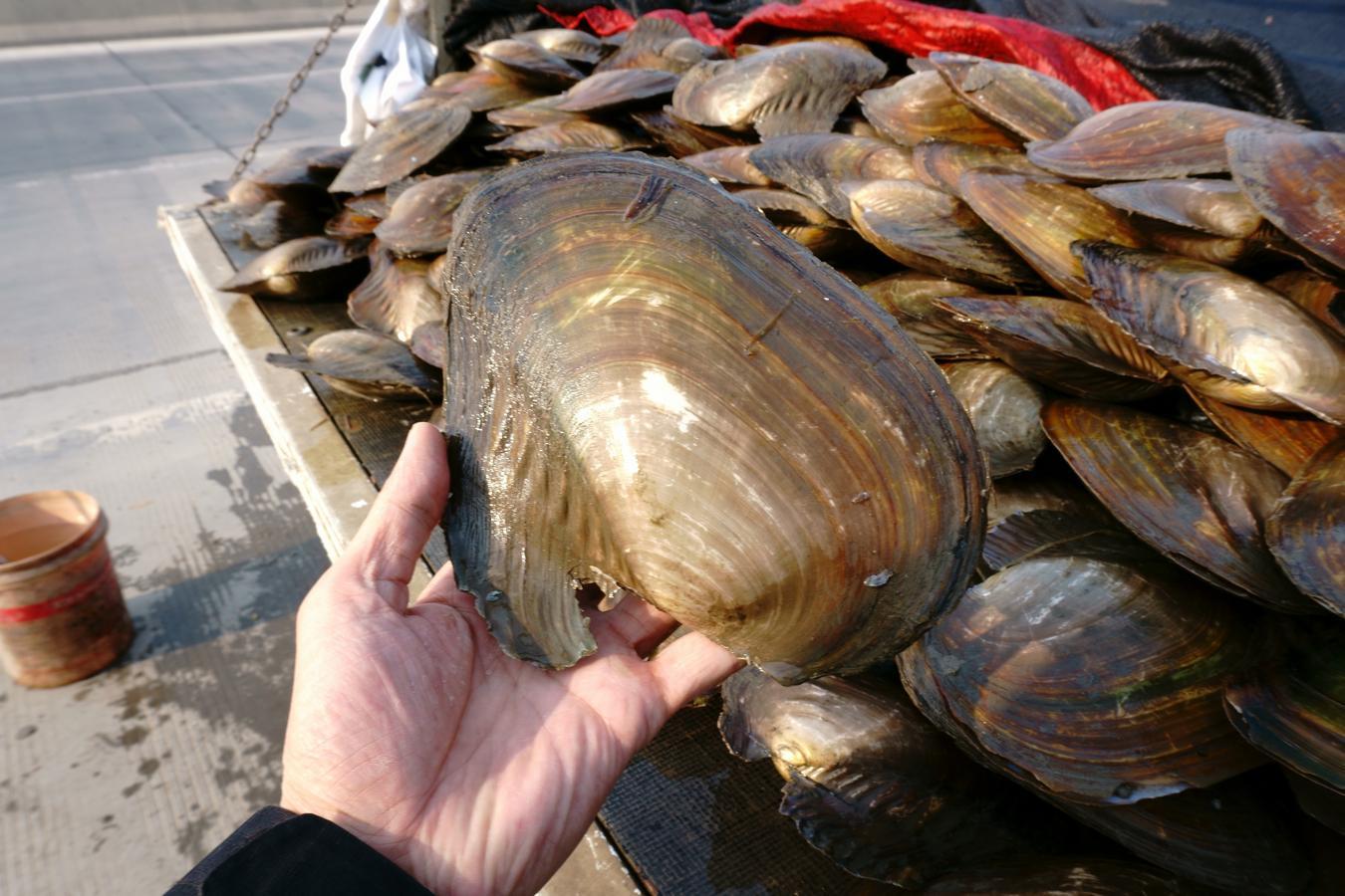 男子拉一车河鲜城里售卖 6元一斤无人买郊外路边发愁|河蚌|河蚌肉