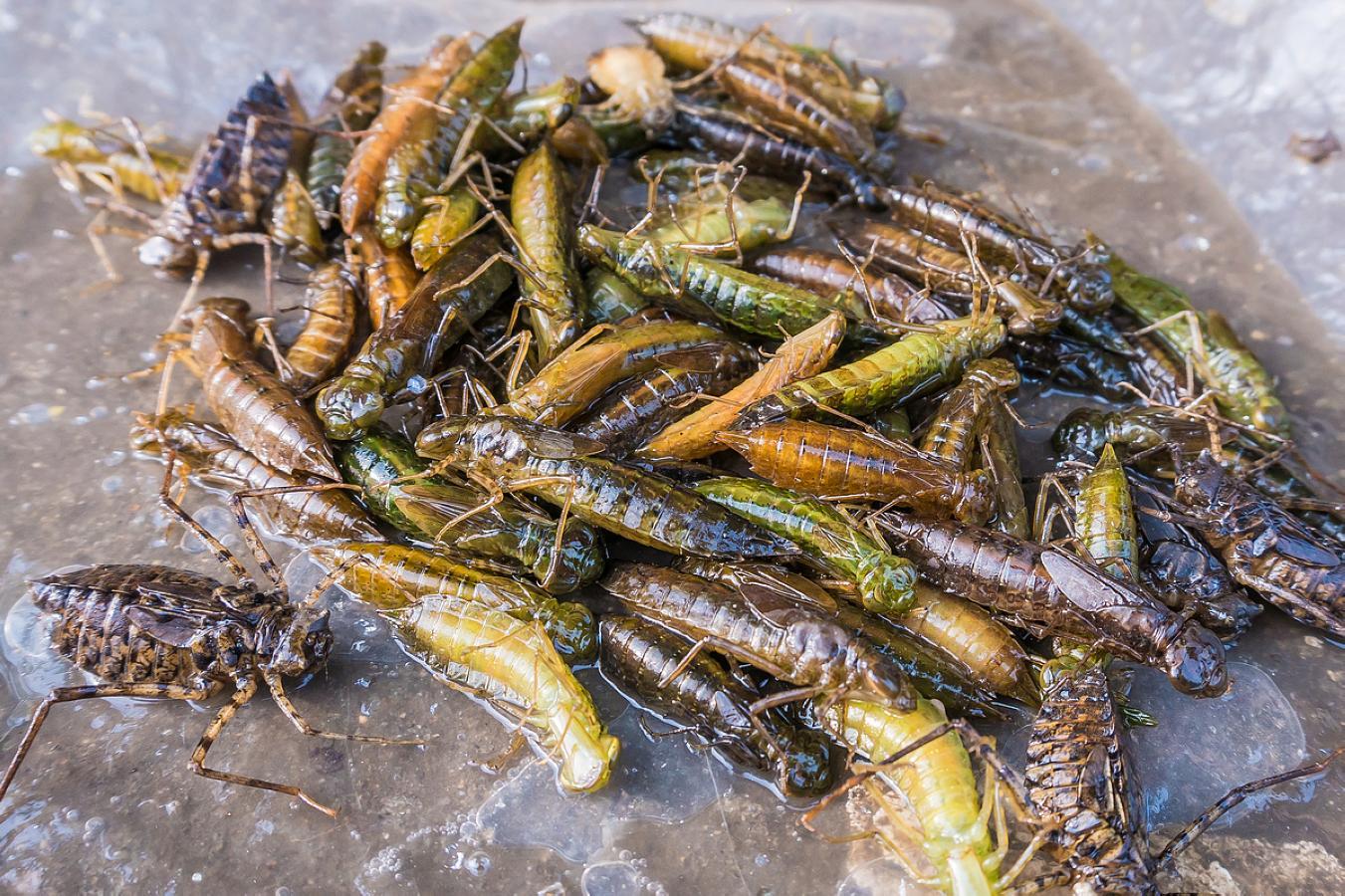 农村大集上卖的这些河里野味 稀罕物80一斤城里人看了下不去嘴