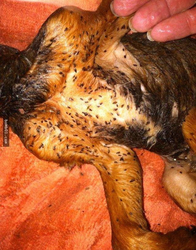 全身跳蚤的小狗快要死掉,获救后主人把它变的超帅萌!