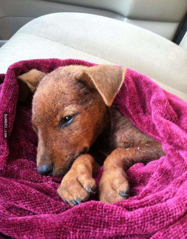 全身跳蚤的小狗快要死掉,获救后主人把它变的超帅萌!