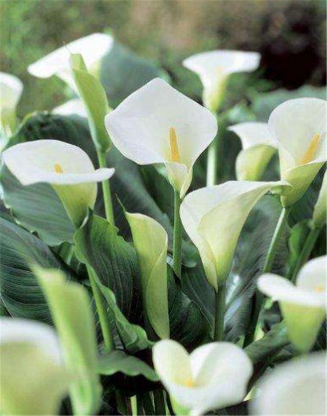 马蹄莲养护掌握这几点,常年开花,叶厚,花多颜色艳丽!