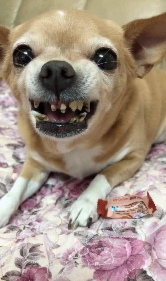 这傻狗牙都没有了,还护着那块破糖呢,以后喝稀粥吧|狗子|狗牙|稀粥_新