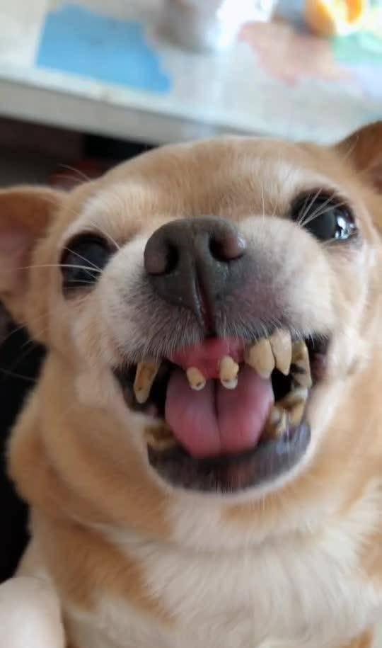 这傻狗牙都没有了,还护着那块破糖呢,以后喝稀粥吧|狗子|狗牙|稀粥
