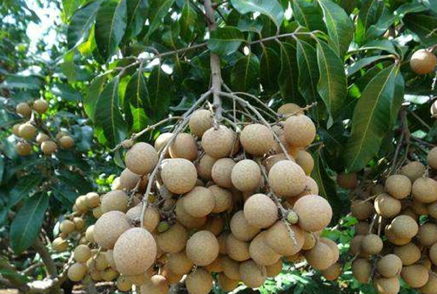 广西5种最具代表性的水果——第一南宁菠萝蜜.第二,平南石硖龙眼.