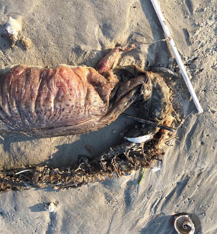 飓风过后, 美国海岸上冲出来一个不明生物, 长相可怕, 没人认识!