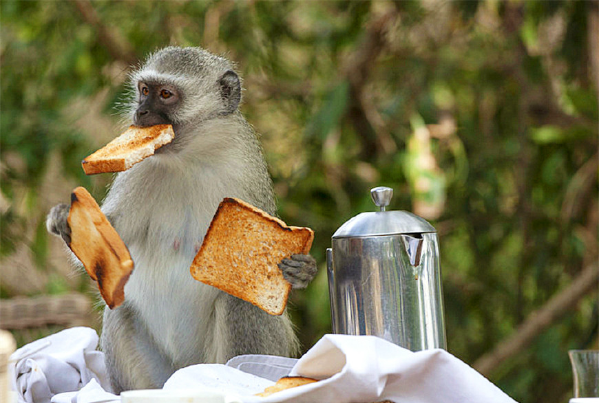 直击动物界大吃货,拿生命在吃,网友,我墙都不扶,只服你|大猩猩|动物界
