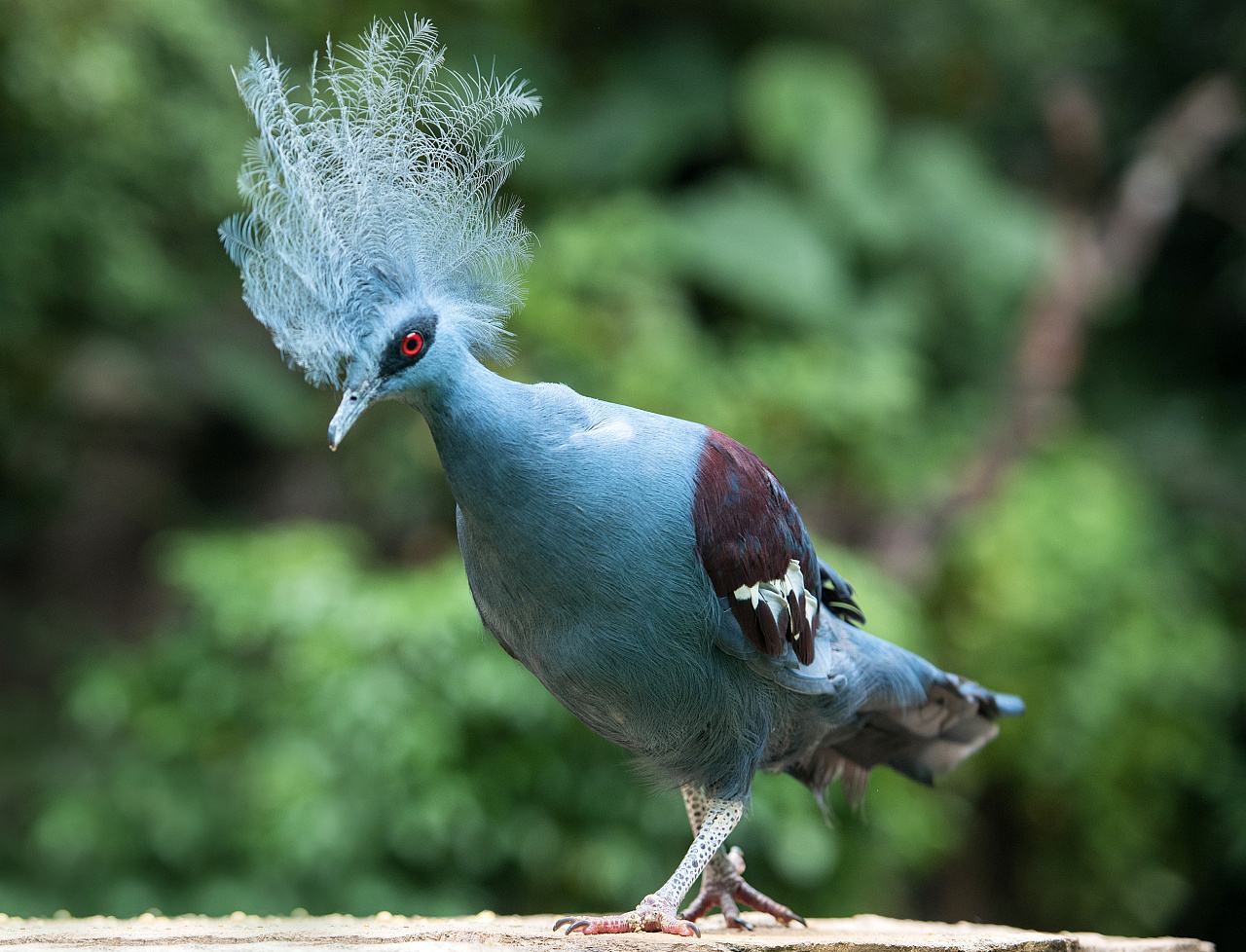 蓝凤冠鸠是鸠鸽类中最漂亮的成员,当然也是体型最大的一种.
