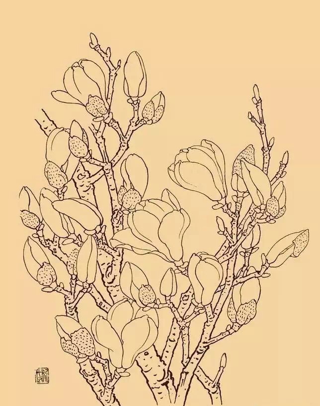 工笔白描玉兰