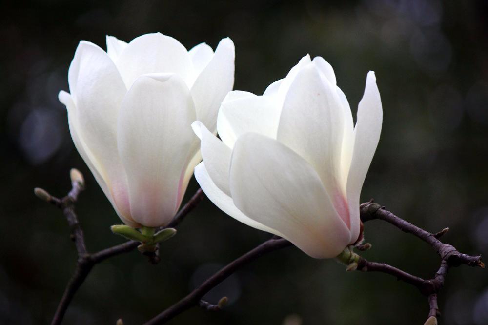 玉兰花开：笑比江梅不恨肥|玉兰花|江梅|市花_新浪新闻