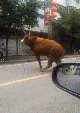 搞笑gif趣图:外国小哥弹跳力惊人,这样的跳马一般人学不来!