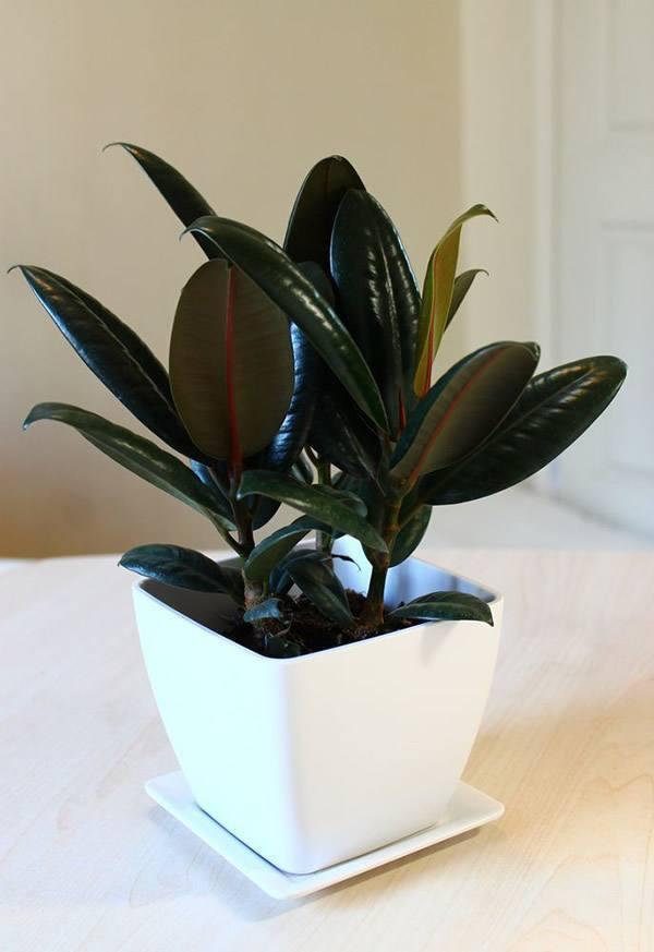 这些花养在室内,净化空气,有助于睡眠,好处多多!