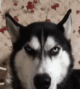 因猥琐与严肃表情走红网络的哈士奇,如今娶妻生子了!