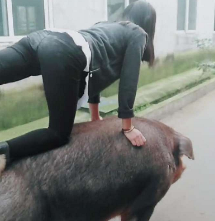 骑在猪身上的照片图片