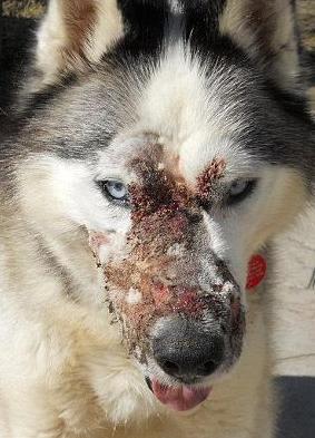 狗狗败血症图片