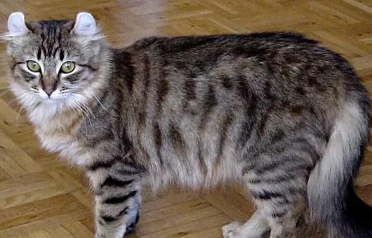 十种世界上最小的猫 新加坡猫位居第一