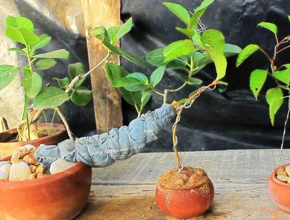 家居专家:番石榴养成盆景的技巧,养护需要注意的事项