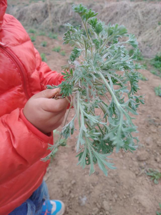 "三月茵陈四月蒿,过了四月当柴烧",农历三月左右,农民叫它茵陈,四月叫