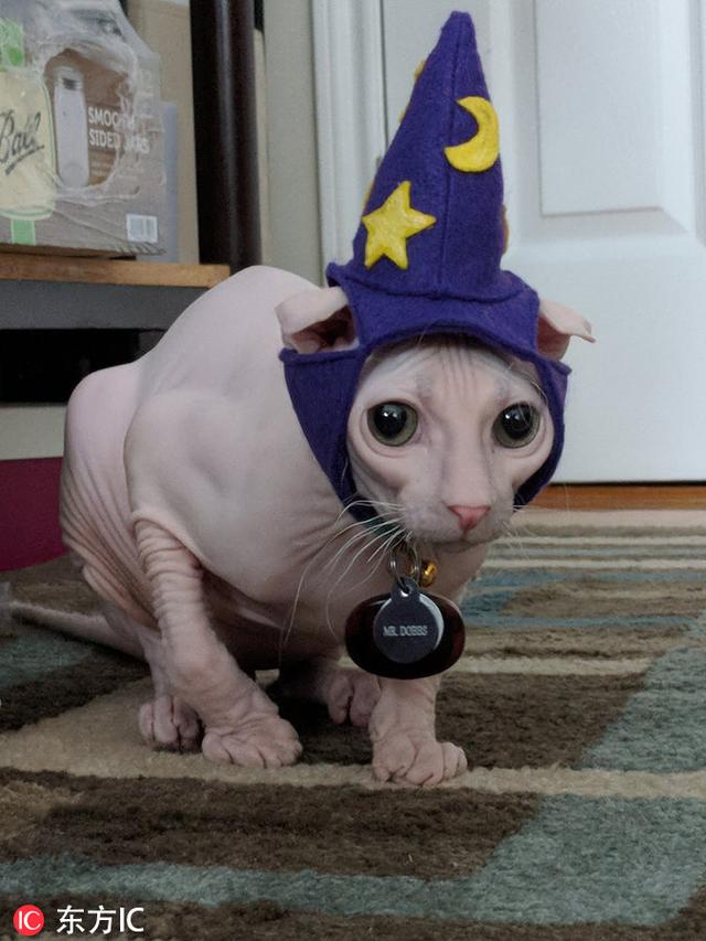 美国猫咪爱自拍有镜头感 撞脸小精灵"多比"狂吸粉