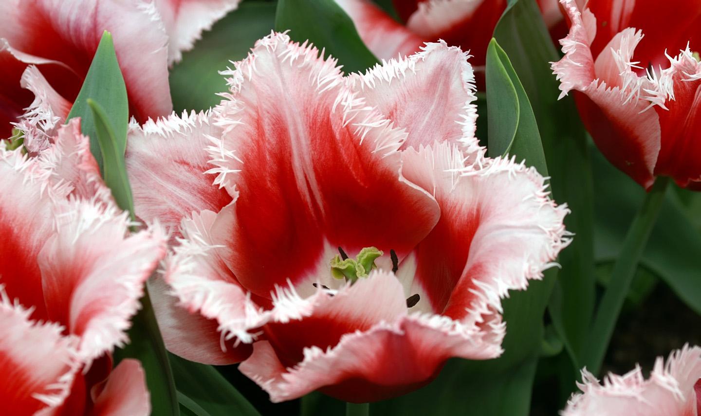 郁金香花开七色颜色各异她是爱的告白更是永恒的祝福