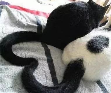 被丘比特之箭射中的猫咪,用一个动作,便让无数人着魔了!