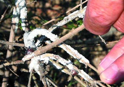 农村一种长了虫子才值钱的树看起来像下雪一样农民靠它致富