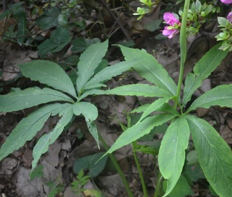 农村稻田里的一种杂草,农民见了就拔,200元一斤,不知道可惜了|半夏