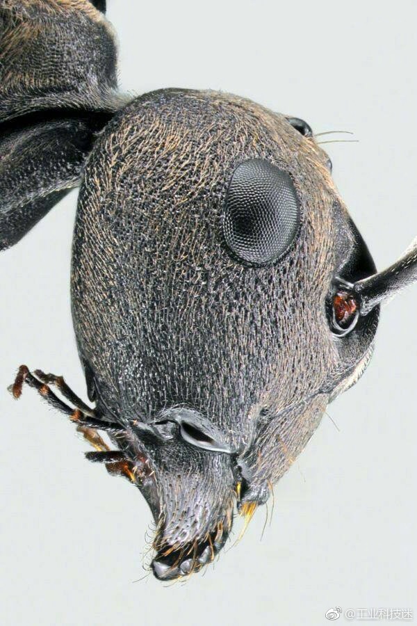 不同蚂蚁的脸,觉得酷的就点个赞