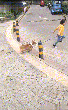 女儿只拉着遛狗绳子跑,柯基就在后面追:喂,你还没栓好我呢!