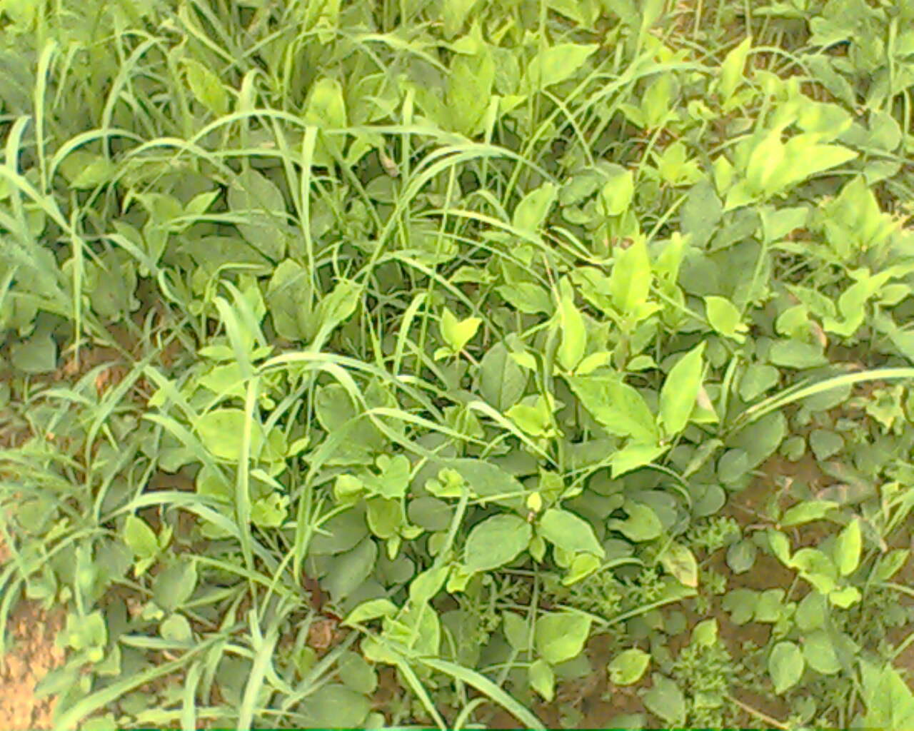 农村稻田里的一种杂草,农民见了就拔,200元一斤,不知道可惜了|半夏