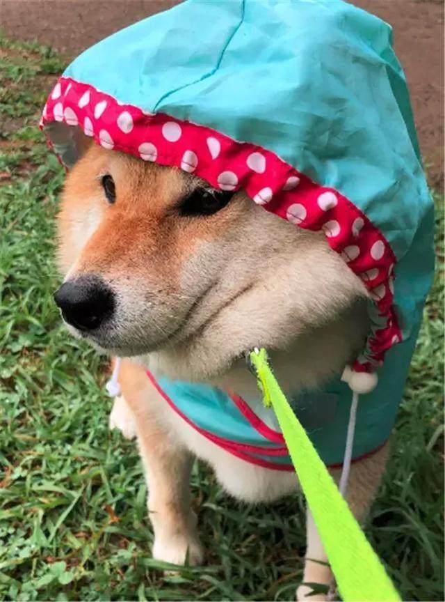 柴犬和主人出门度假, 回家时愁坏主人, 柴犬: 本狗子不想回家!