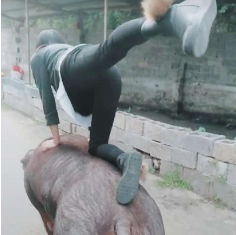 姑娘当众表演花式骑猪猪还能骑出这些花样只为在网上出名