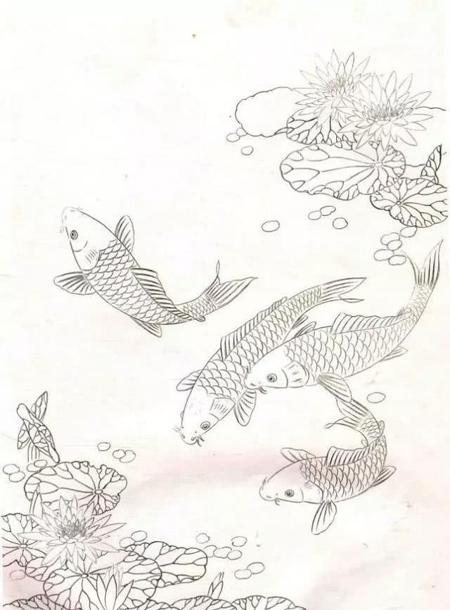 工笔锦鲤画法与白描画稿教学示范,工笔鱼的画法步骤及欣赏!