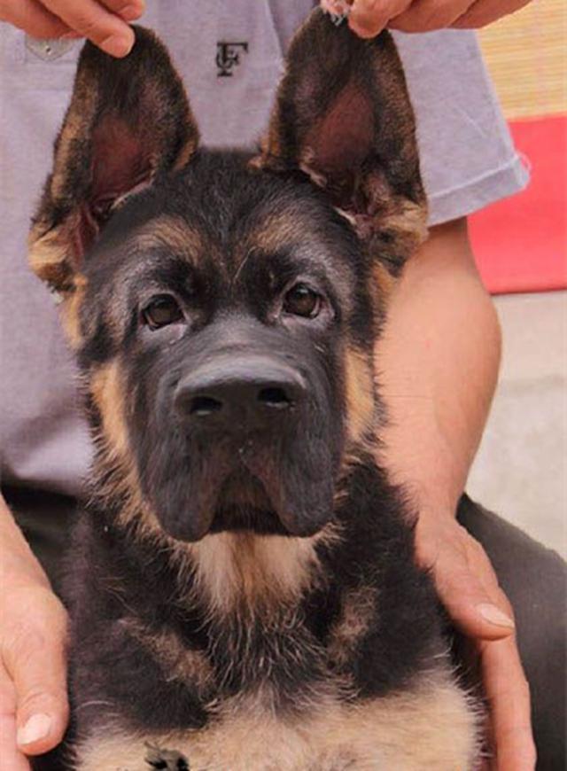 犬界四大神兽—锤牧,陕罗,驴青,猪獒