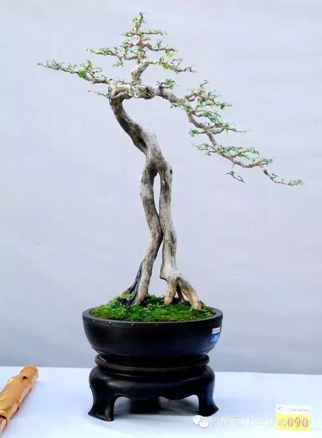 盆景根养好了,就成功了一半,根艺盆景作品欣赏