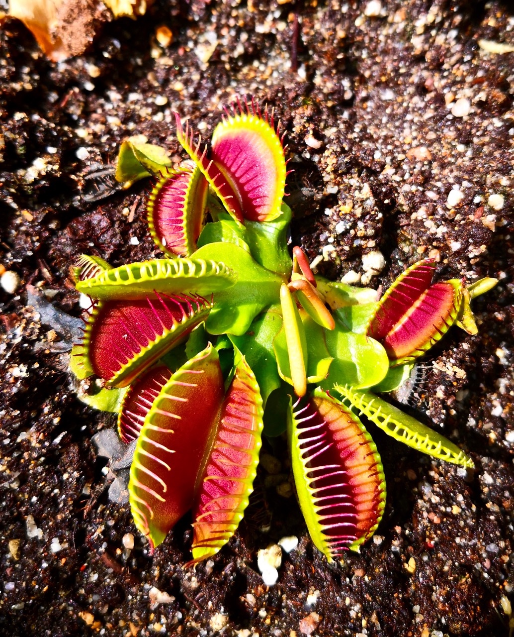 食人植物没见过,但神奇的食肉植物就在这里|捕蝇草|植物|昆虫_新浪