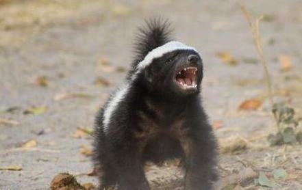 平头哥蜜獾: 地球上最无所畏惧的动物, 被列入吉尼斯世界记录