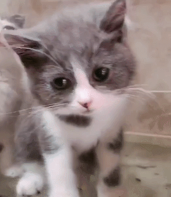 335_385gif 动态图 动图