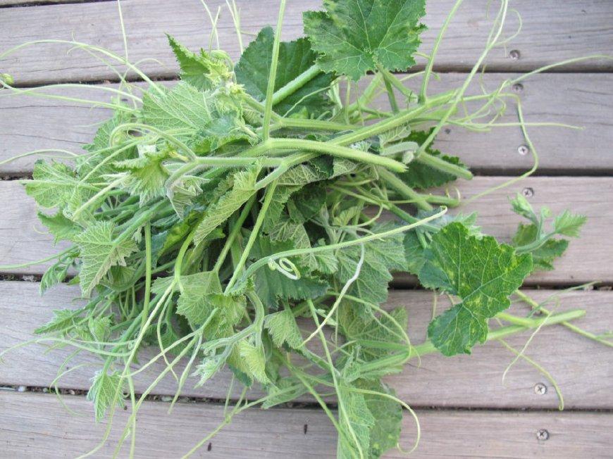 这种野菜正值旺季,人称"盘肠草",药用价值高,7月不吃可惜了