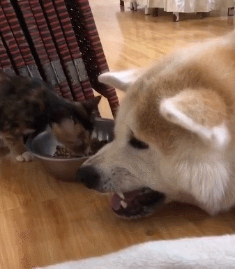 猫咪抢狗粮气坏了狗子,狗狗:小样我在这呲牙半天了,你装没看见